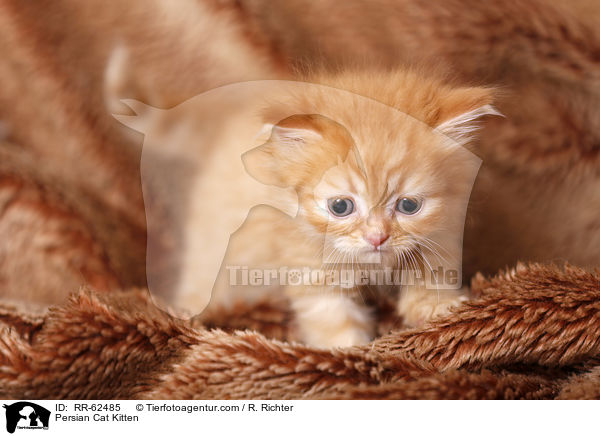 Persian Cat Kitten / RR-62485