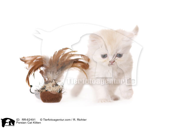 Perser Ktzchen / Persian Cat Kitten / RR-62491