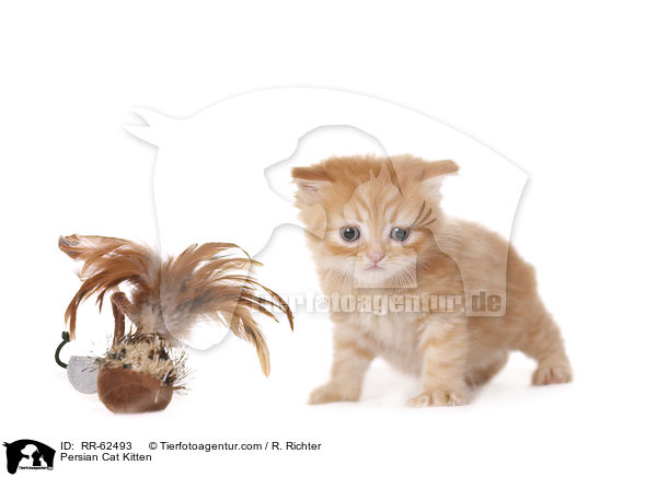 Persian Cat Kitten / RR-62493