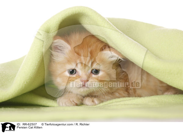 Persian Cat Kitten / RR-62507