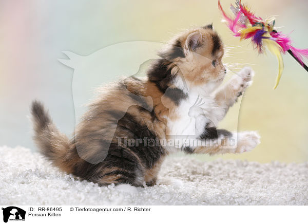 Persian Kitten / RR-86495
