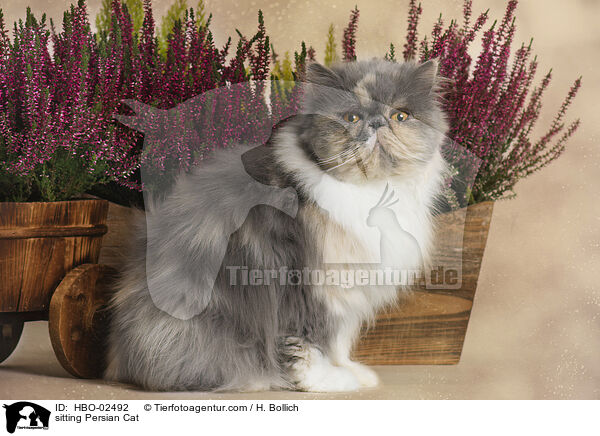 sitzende Perser / sitting Persian Cat / HBO-02492