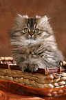 Persian Kitten in basket