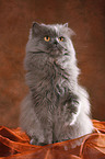 Persian Tomcat