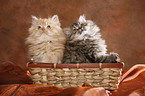 Persian Kitten in basket