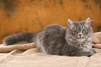 lying young Persian tomcat