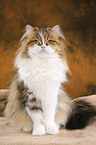 sitting Persian cat