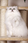 Chinchilla Persian Cat