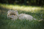 lying Persian Cat