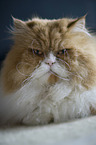 lying Persian Cat