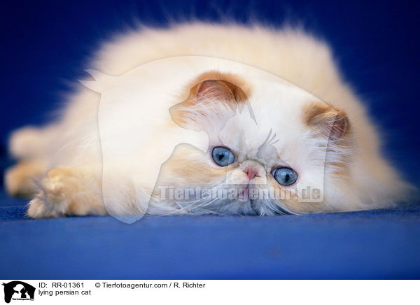 liegende Perserkatze / lying persian cat / RR-01361