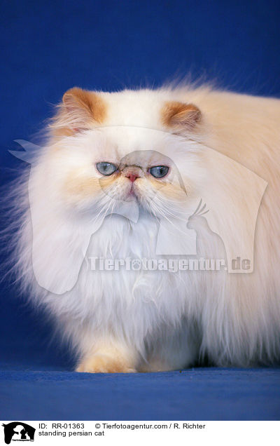 stehende Perserkatze / standing persian cat / RR-01363