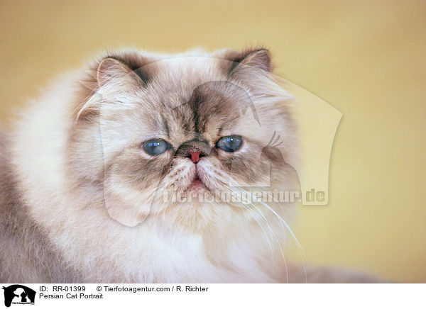 Persian Cat Portrait / RR-01399