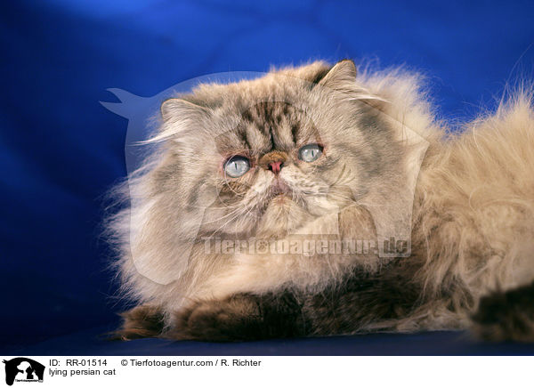 lying persian cat / RR-01514