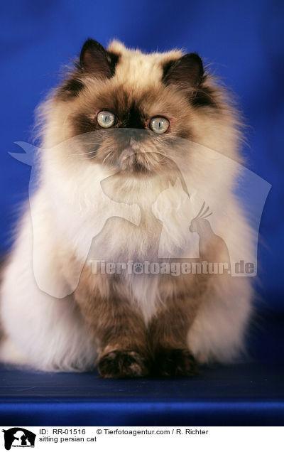 sitting persian cat / RR-01516