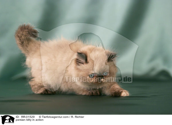 persian kitty in action / RR-01529