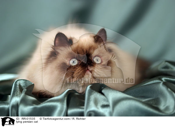 lying persian cat / RR-01535