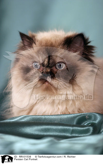 Perserkatze / Persian Cat Portrait / RR-01538