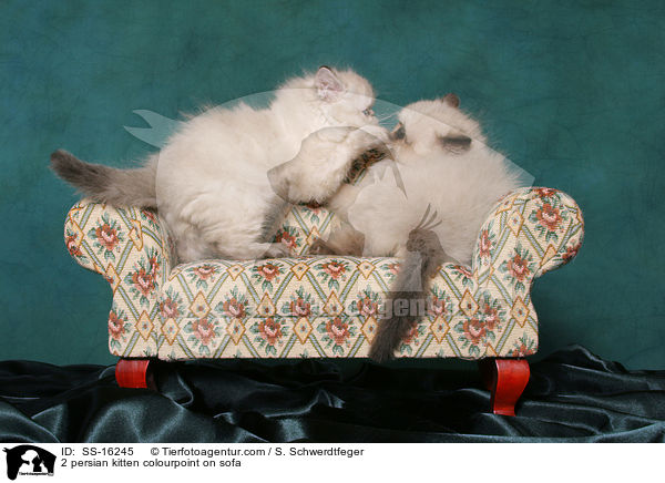 2 Perser Colourpoint Ktzchen auf Sofa / 2 persian kitten colourpoint on sofa / SS-16245