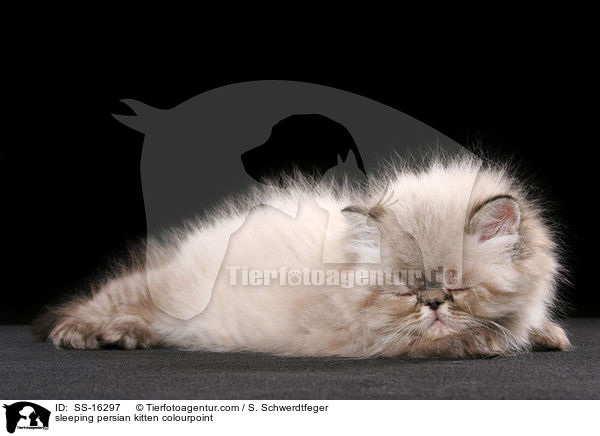 schlafendes Perser Colourpoint Ktzchen / sleeping persian kitten colourpoint / SS-16297