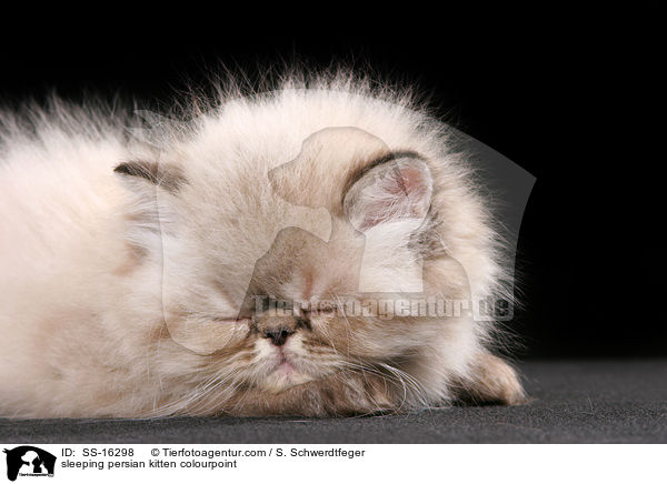 schlafendes Perser Colourpoint Ktzchen / sleeping persian kitten colourpoint / SS-16298