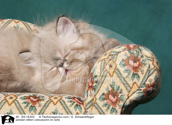 Perser Colourpoint Ktzchen auf Sofa / persian kitten colourpoint on sofa / SS-16302