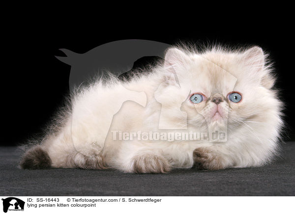liegendes Perser Colourpoint Ktzchen / lying persian kitten colourpoint / SS-16443