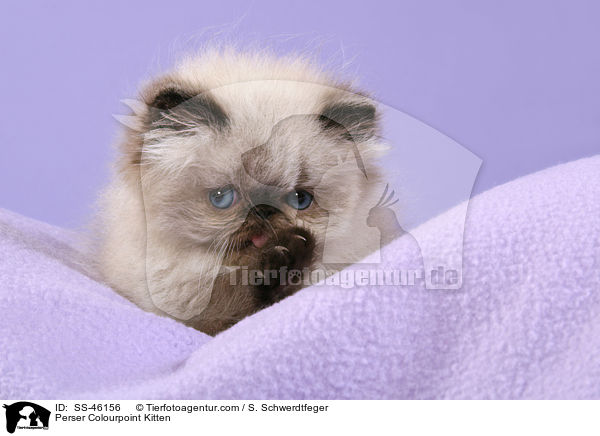 Perser Colourpoint Kitten / SS-46156