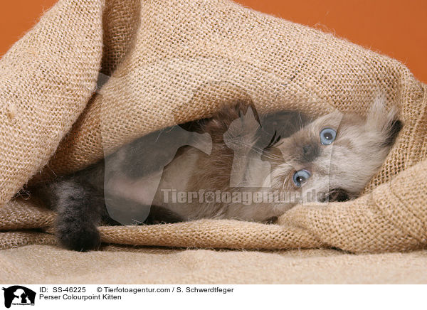 Perser Colourpoint Kitten / SS-46225