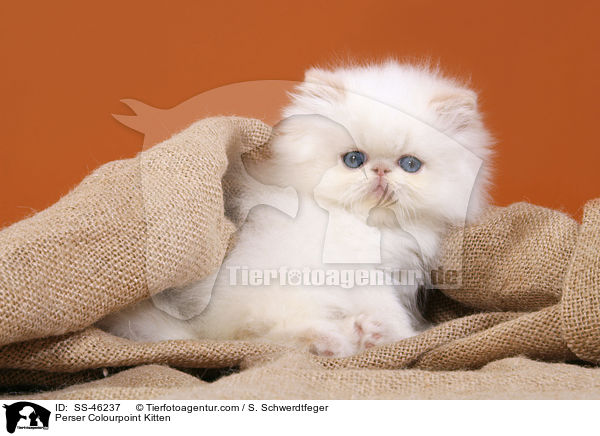 Perser Colourpoint Kitten / SS-46237