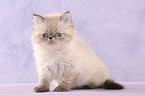 sitting persian kitten colourpoint