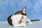 playing Peterbald