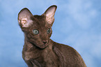 Peterbald kitten