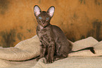 Peterbald kitten