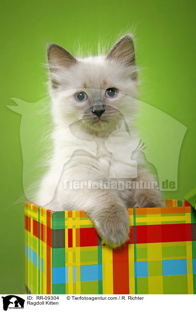 Ragdoll Ktzchen / Ragdoll Kitten / RR-09304