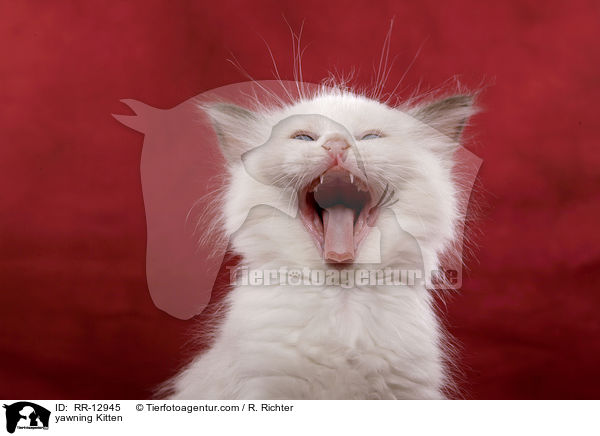 ghnendes Ktzchen / yawning Kitten / RR-12945