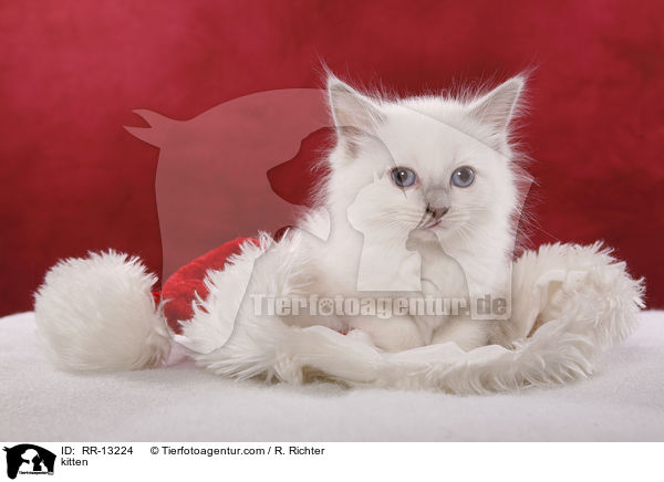 Weihnachtsktzchen / kitten / RR-13224