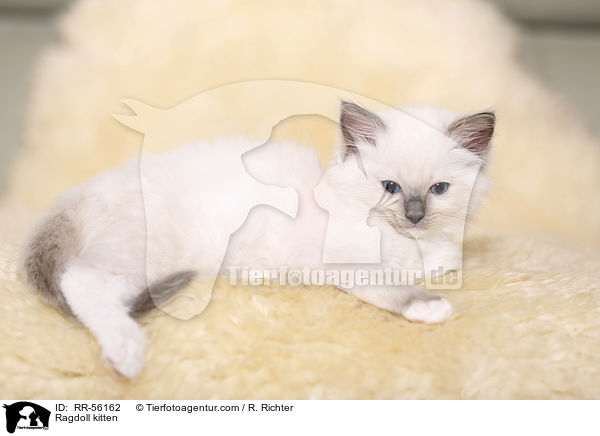 Ragdoll Ktzchen / Ragdoll kitten / RR-56162