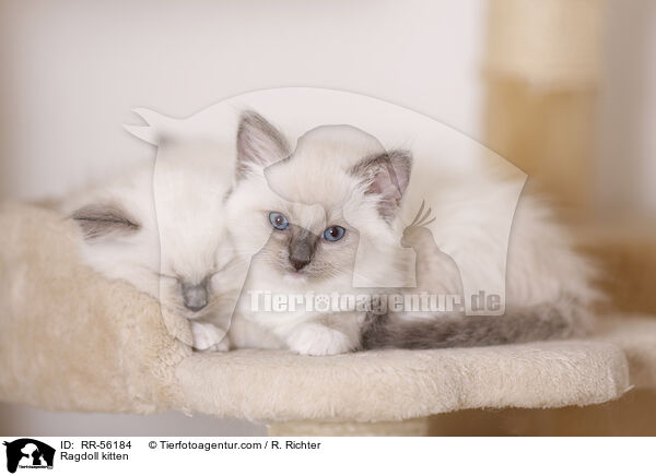 Ragdoll Ktzchen / Ragdoll kitten / RR-56184