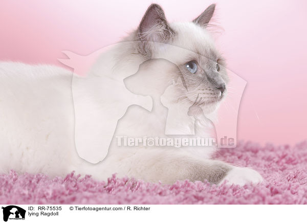 liegende Ragdoll / lying Ragdoll / RR-75535