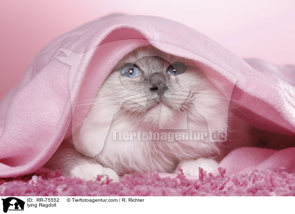 liegende Ragdoll / lying Ragdoll / RR-75552