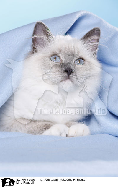 liegende Ragdoll / lying Ragdoll / RR-75555