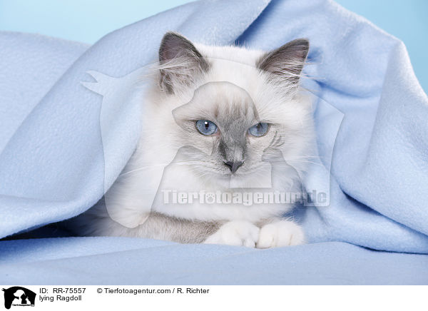 liegende Ragdoll / lying Ragdoll / RR-75557