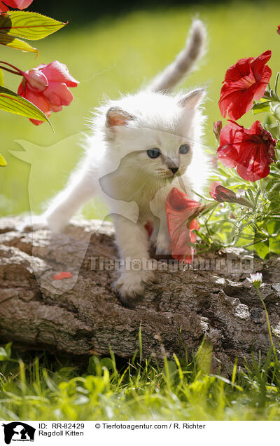 Ragdoll Ktzchen / Ragdoll Kitten / RR-82429