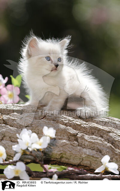 Ragdoll Ktzchen / Ragdoll Kitten / RR-83893