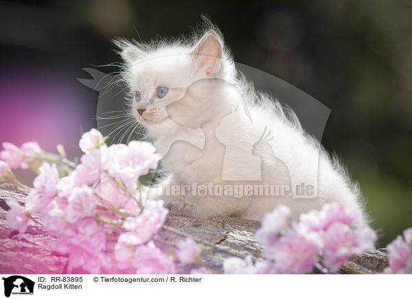 Ragdoll Ktzchen / Ragdoll Kitten / RR-83895