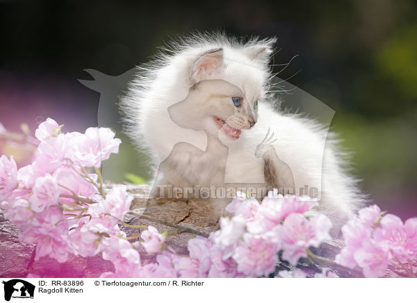 Ragdoll Ktzchen / Ragdoll Kitten / RR-83896