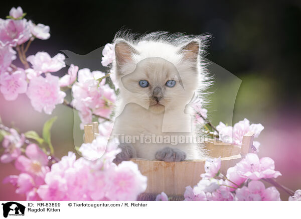 Ragdoll Ktzchen / Ragdoll Kitten / RR-83899