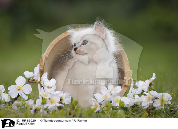 Ragdoll Ktzchen / Ragdoll Kitten / RR-83929