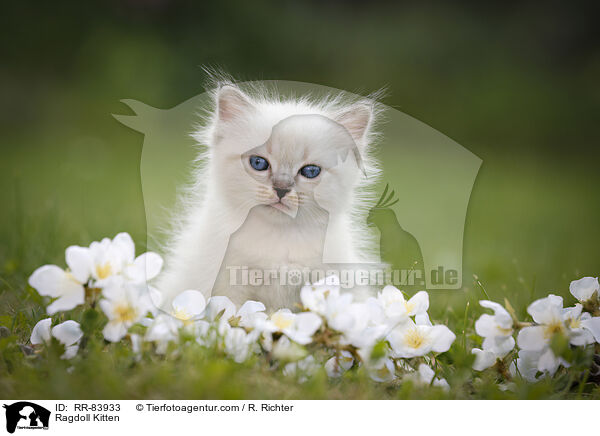 Ragdoll Ktzchen / Ragdoll Kitten / RR-83933